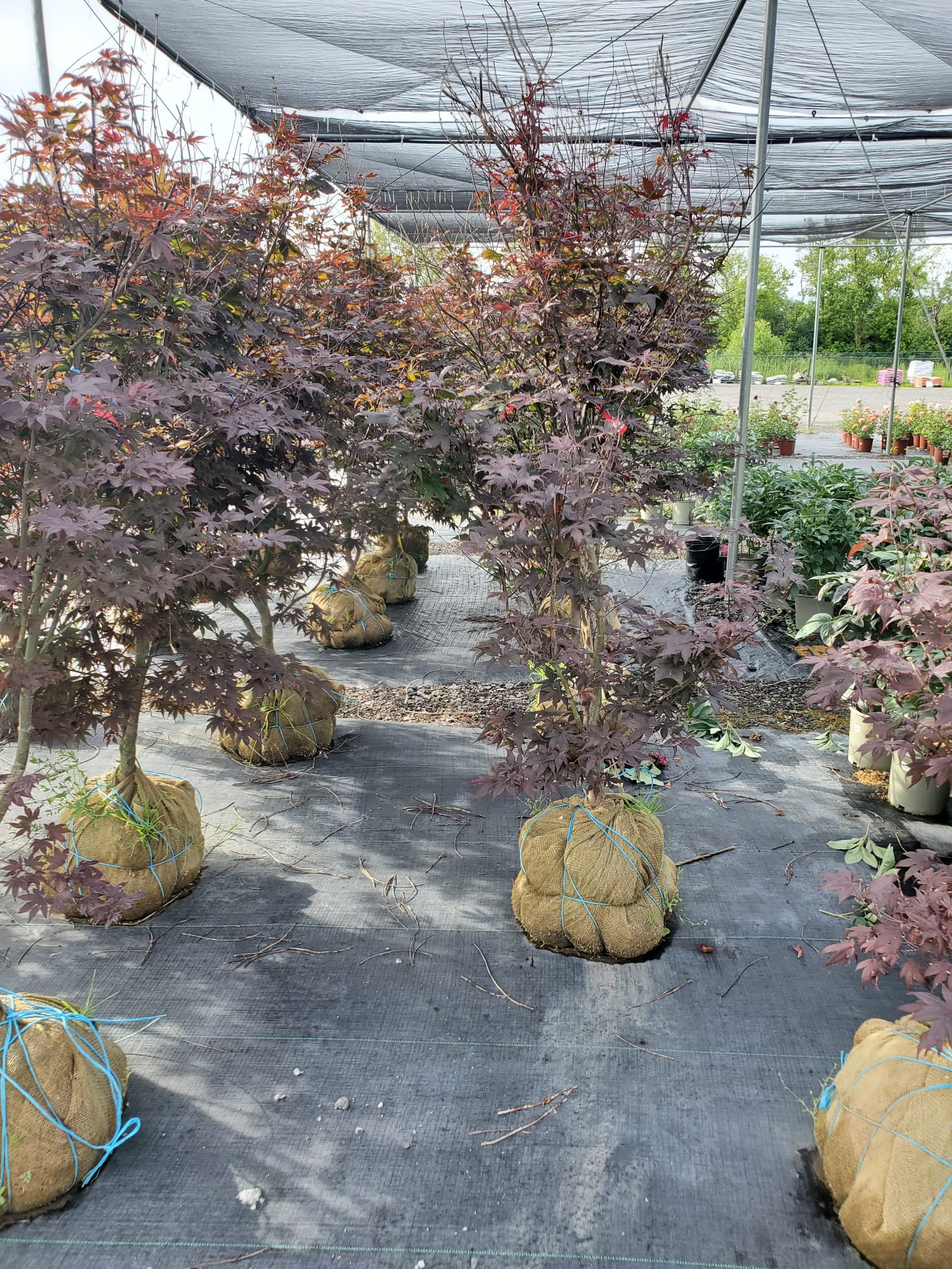 NorthCedar Gallery 15
