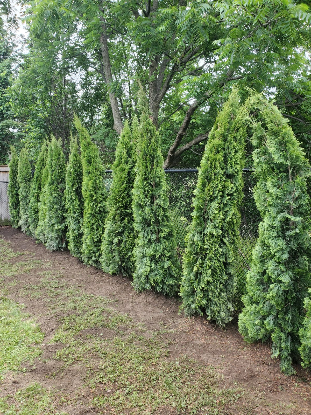 NorthCedar Project 2